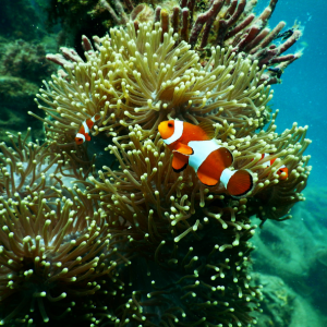 Aquarium Fish