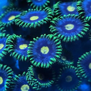 reef