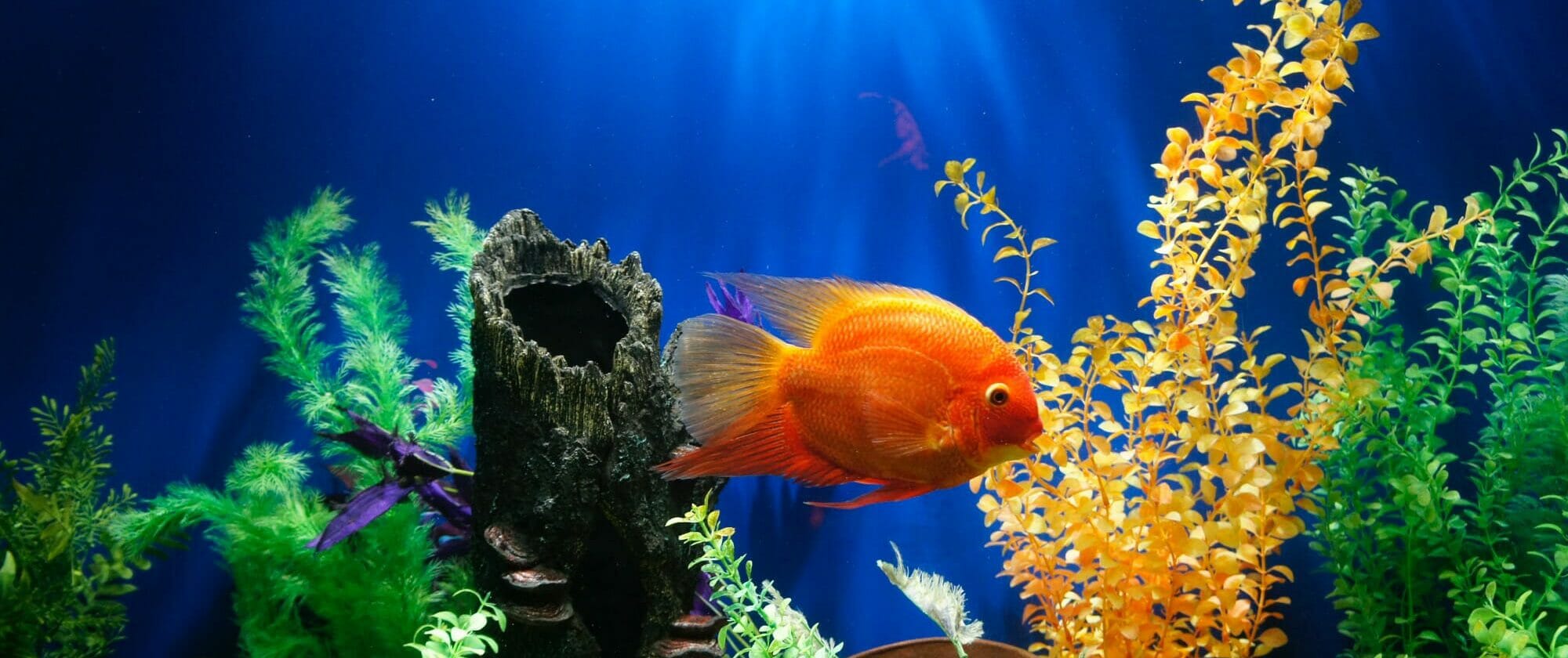 Aquarium sales fish tank